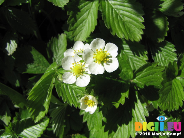 SX14190 Wild strawberry flowers (Fragaria vesca)